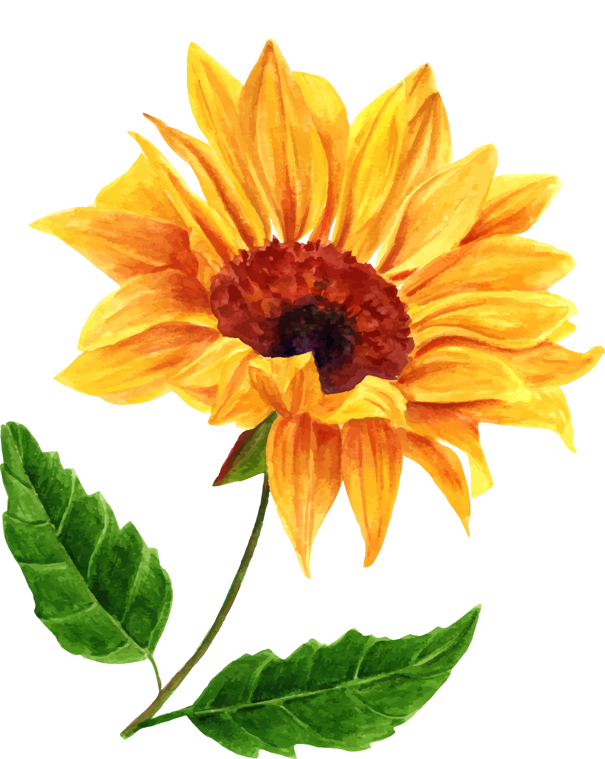 Sunflower-Transparent